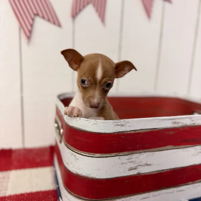 Female Chihuahua puppy named Chica for sale at Puppy Dreams Puyallup.