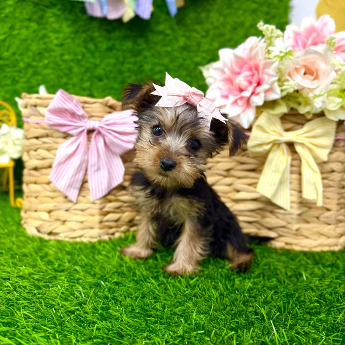 Female Yorkie puppy named Cookie for sale at Puppy Dreams Puyallup.