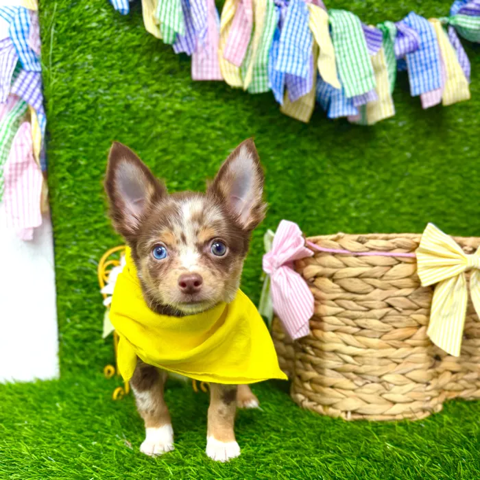 Male Chihuahua puppy named Patches for sale at Puppy Dreams Puyallup.