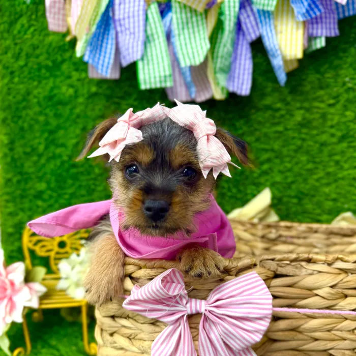 Female Yorkie-Chihuahua-Maltese Mix puppy named Brownie for sale at Puppy Dreams Puyallup.
