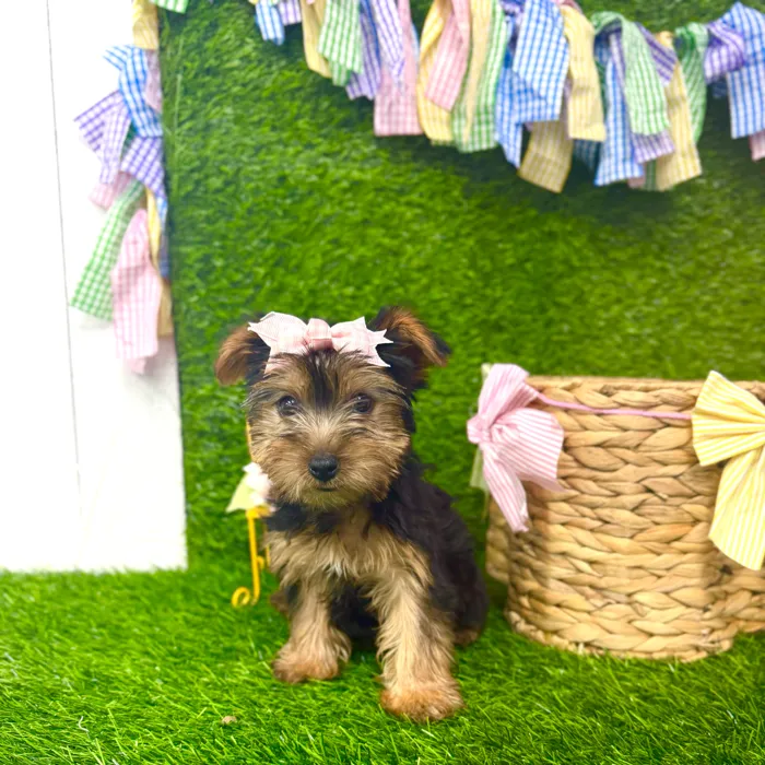 Female Morkie puppy named Maple for sale at Puppy Dreams Puyallup.