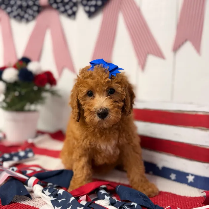 Female Mini Poodle puppy named Jam for sale at Puppy Dreams Puyallup.