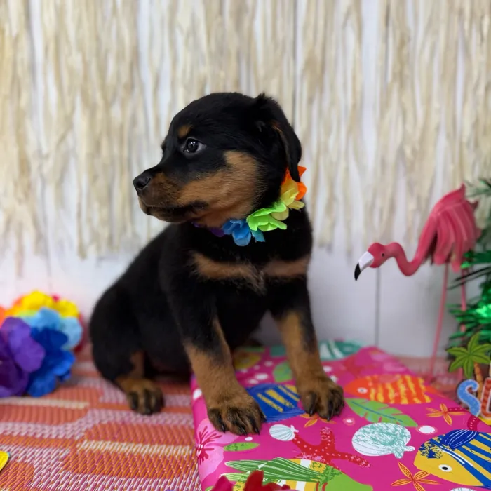 Female Rottweiler puppy named Briar for sale at Puppy Dreams Puyallup.