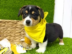 Male American Corgi puppy named Odin for sale at Puppy Dreams Puyallup.