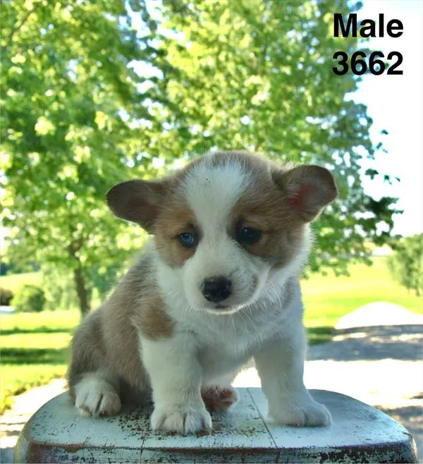 Male Pembroke Welsh Corgi puppy named Winston for sale at Puppy Dreams Puyallup.