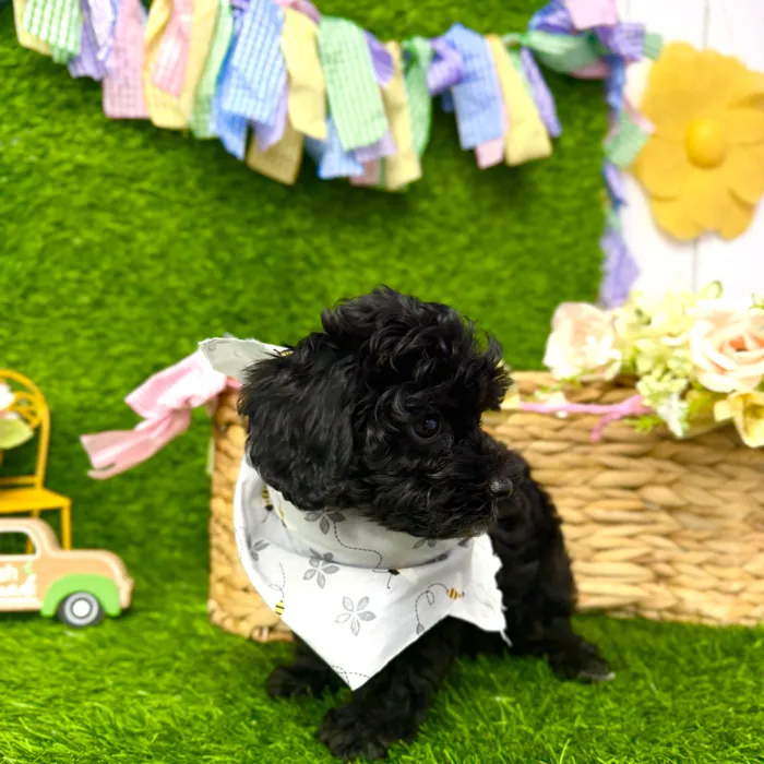 Male Cavapoo puppy named Bear for sale at Puppy Dreams Puyallup.