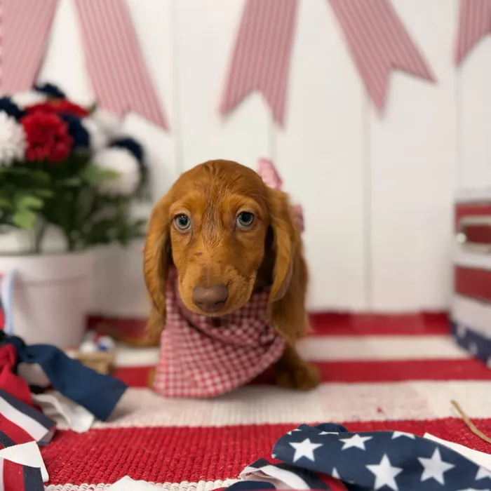 Male Dachshund puppy named Cosmo for sale at Puppy Dreams Puyallup.