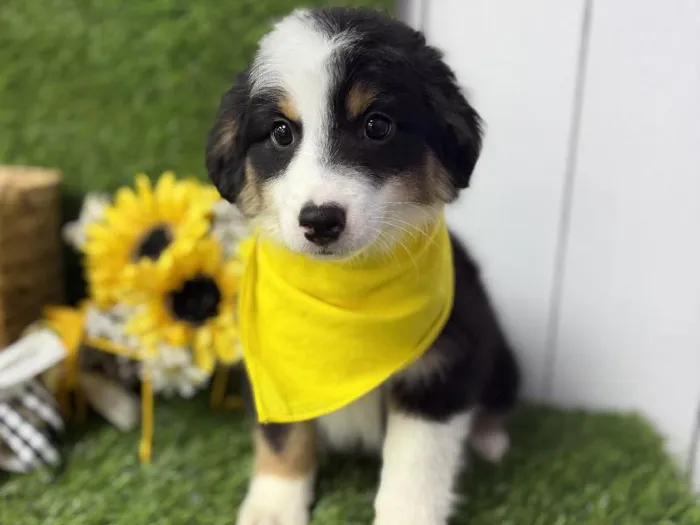 Male Mini Aussie puppy named Chip for sale at Puppy Dreams Puyallup.