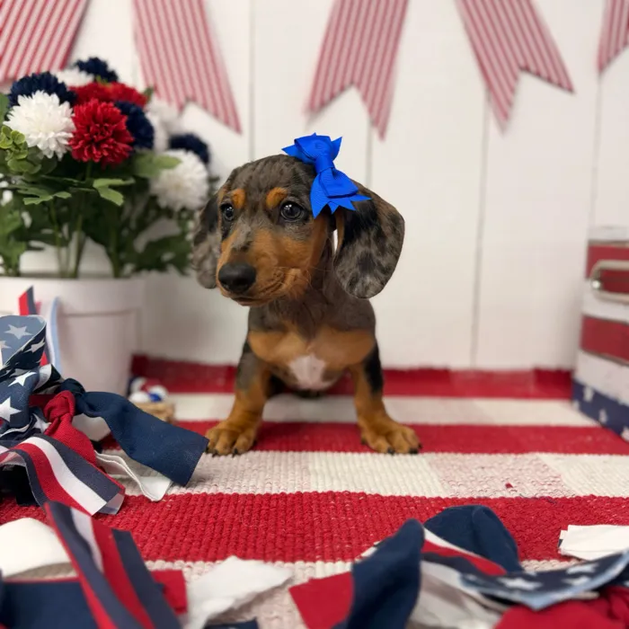 Female Dachshund puppy named Celeste for sale at Puppy Dreams Puyallup.