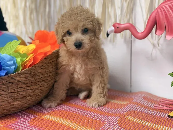 Male Maltipoo puppy named Angel for sale at Puppy Dreams Puyallup.