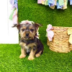 Female Yorkie-Chihuahua-Maltese Mix puppy named Pancakes for sale at Puppy Dreams Puyallup.