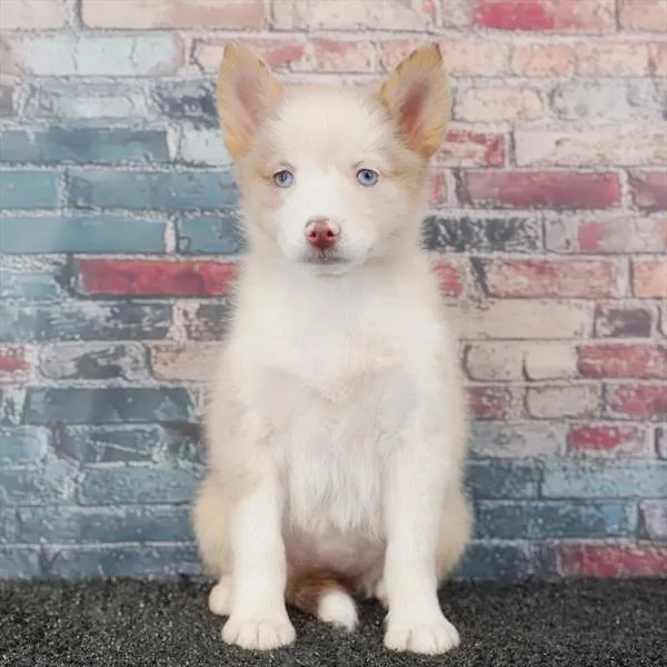 Female Pomsky puppy named Kira for sale at Puppy Dreams Puyallup.