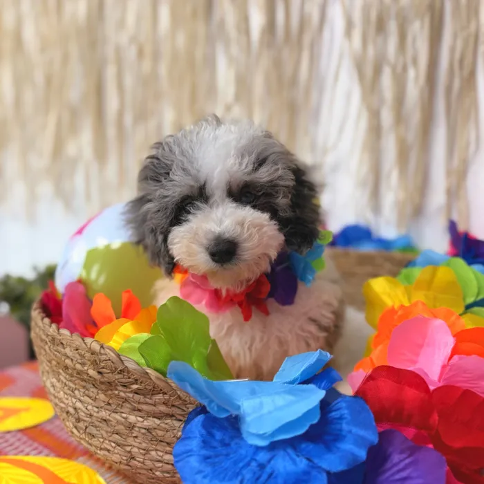 Male Mini Poodle puppy named Bluey for sale at Puppy Dreams Puyallup.