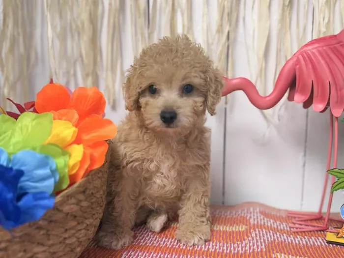 Male Maltipoo puppy named Angel for sale at Puppy Dreams Puyallup.