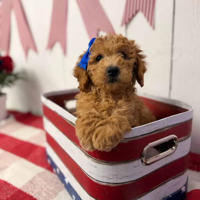 Female Mini Goldendoodle puppy named Maple for sale at Puppy Dreams Puyallup.