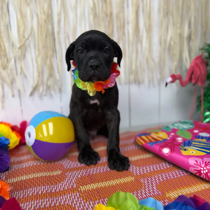 Male Cane Corso puppy named Brutus for sale at Puppy Dreams Puyallup.