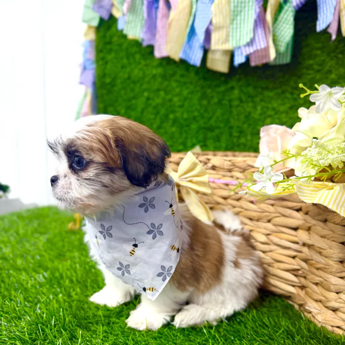 Male Teddy Bear puppy named Maverick for sale at Puppy Dreams Puyallup.