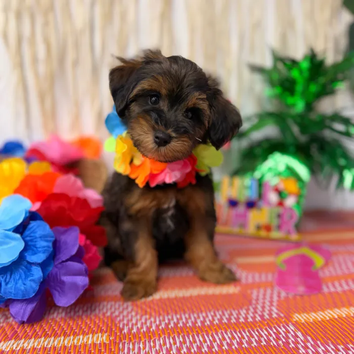 Male Schnoodle puppy named Whiskey for sale at Puppy Dreams Puyallup.