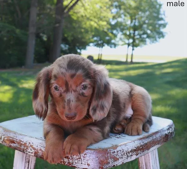 Male Dachshund puppy named Rafiki for sale at Puppy Dreams Puyallup.