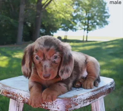 Male Dachshund puppy named Rafiki for sale at Puppy Dreams Puyallup.