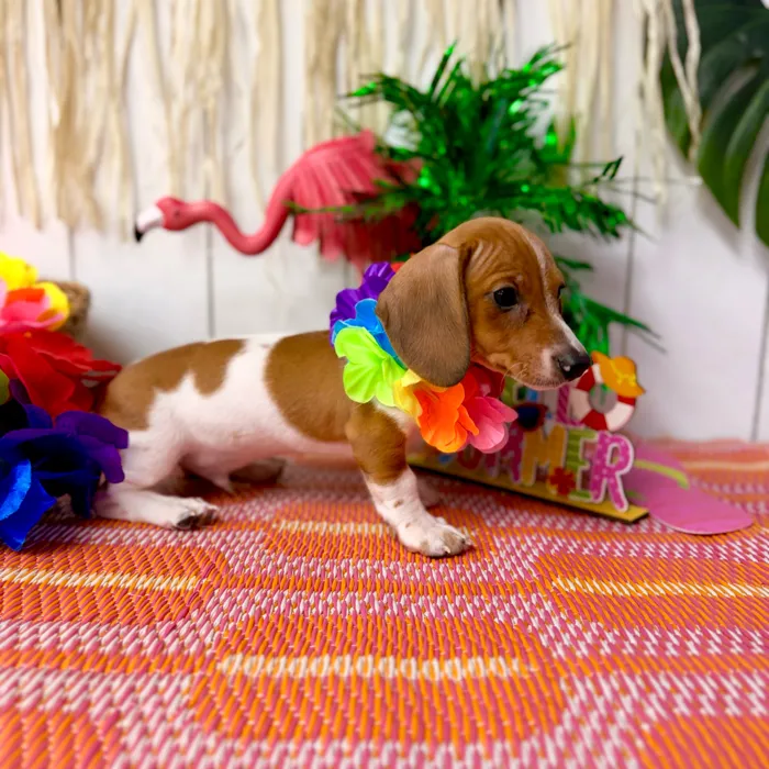 Male Dachshund puppy named Cashew for sale at Puppy Dreams Puyallup.
