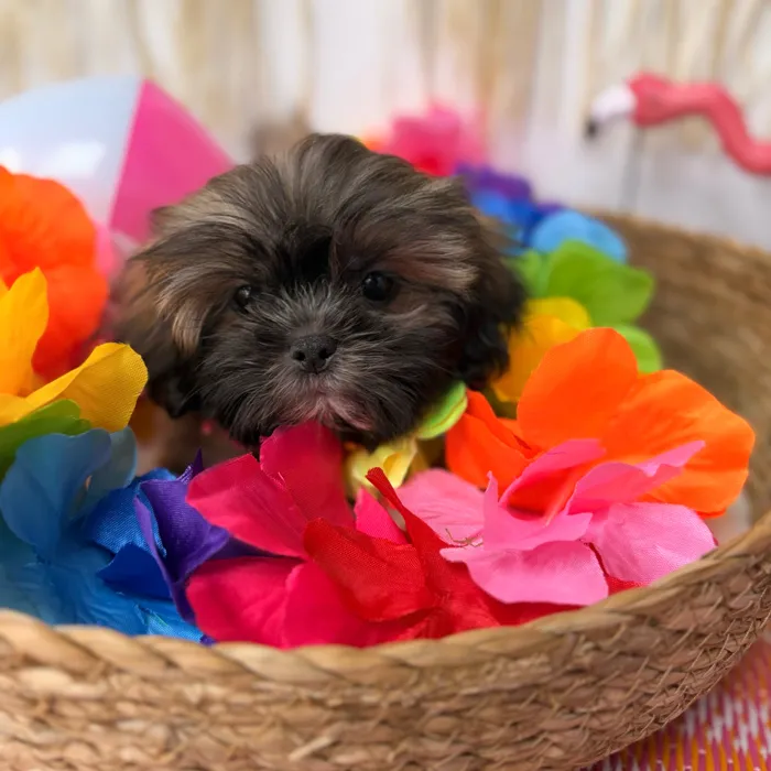 Male Shih Tzu puppy named Bean for sale at Puppy Dreams Puyallup.
