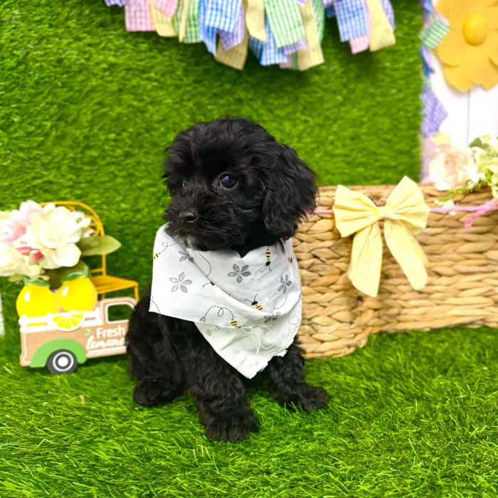 Male Cavapoo puppy named Bear for sale at Puppy Dreams Puyallup.