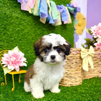Female Teddy Bear puppy named Willow for sale at Puppy Dreams Puyallup.