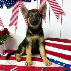 Female German Shepherd puppy named Harper for sale at Puppy Dreams Puyallup.