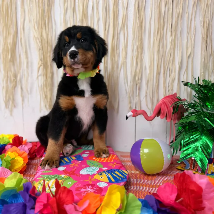 Male Bernese Mountain Dog puppy named Tucker for sale at Puppy Dreams Puyallup.