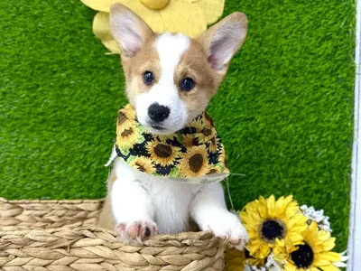 Male American Corgi puppy named Loki for sale at Puppy Dreams Puyallup.