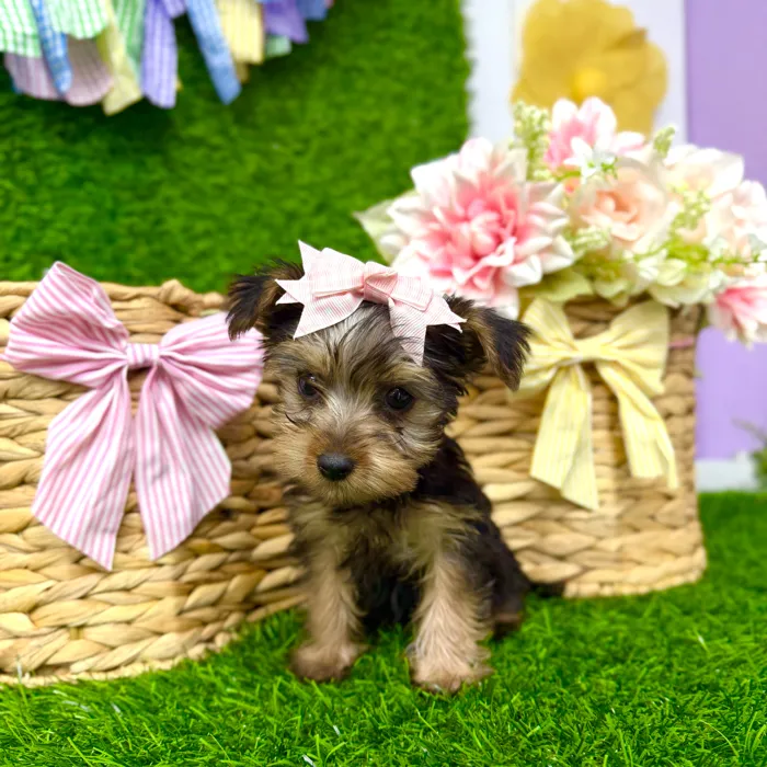 Female Yorkie puppy named Cookie for sale at Puppy Dreams Puyallup.