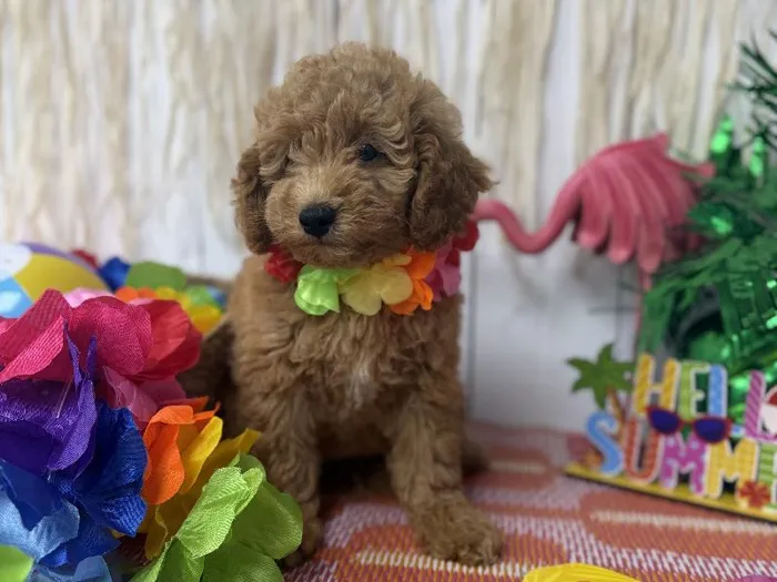 Female Mini Goldendoodle puppy named Honey for sale at Puppy Dreams Puyallup.