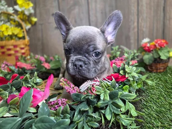 Male French Bulldog puppy named Dior for sale at Puppy Dreams Puyallup.