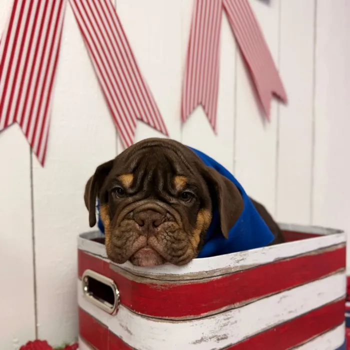 Male English Bulldog puppy named Hershey for sale at Puppy Dreams Puyallup.