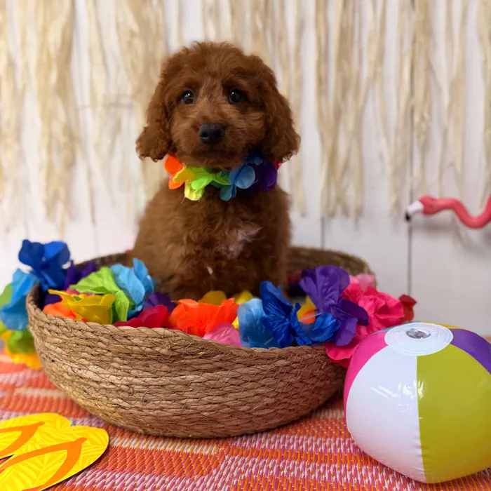 Female Mini Goldendoodle puppy named Marigold for sale at Puppy Dreams Puyallup.