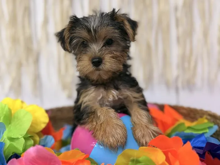 Male Yorkie puppy named Remy for sale at Puppy Dreams Puyallup.