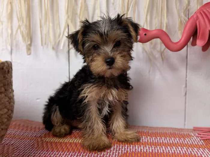 Male Yorkie puppy named Remy for sale at Puppy Dreams Puyallup.