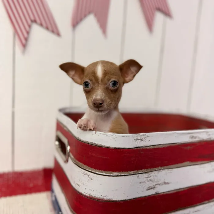 Female Chihuahua puppy named Chica for sale at Puppy Dreams Puyallup.