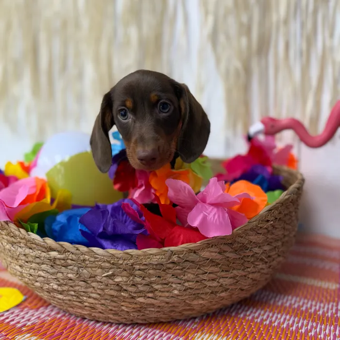 Male Dachshund puppy named Peanut for sale at Puppy Dreams Puyallup.