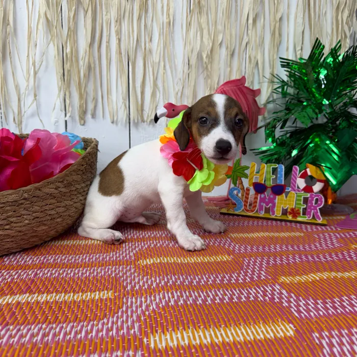 Male Jack Russell Terrier puppy named Jax for sale at Puppy Dreams Puyallup.