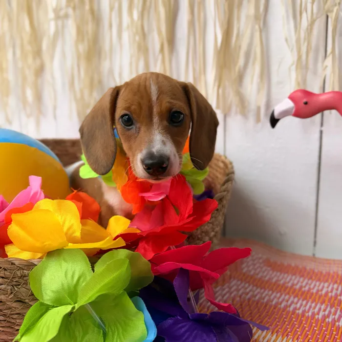 Male Dachshund puppy named Cashew for sale at Puppy Dreams Puyallup.