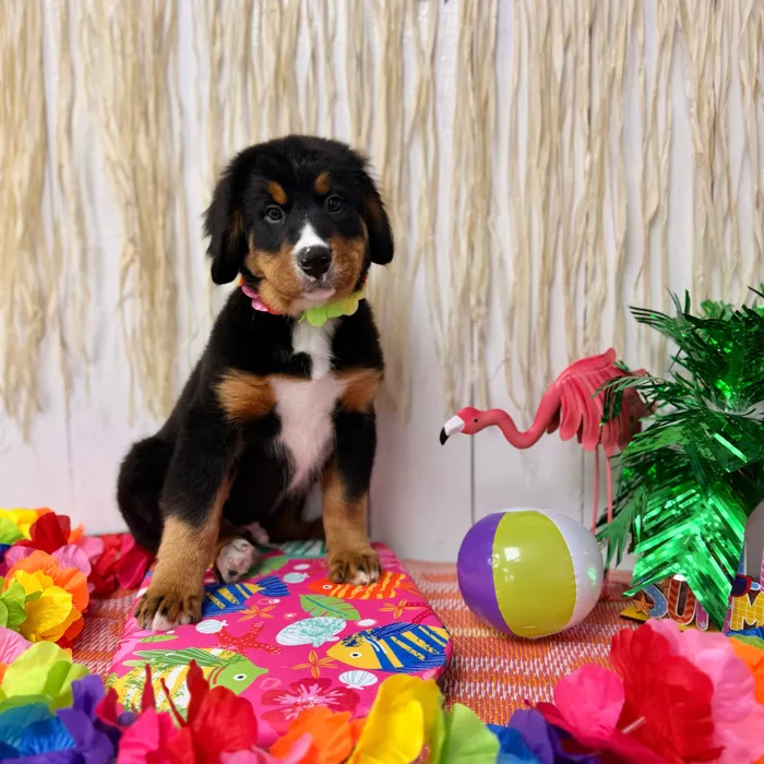 Male Bernese Mountain Dog puppy named Tucker for sale at Puppy Dreams Puyallup.