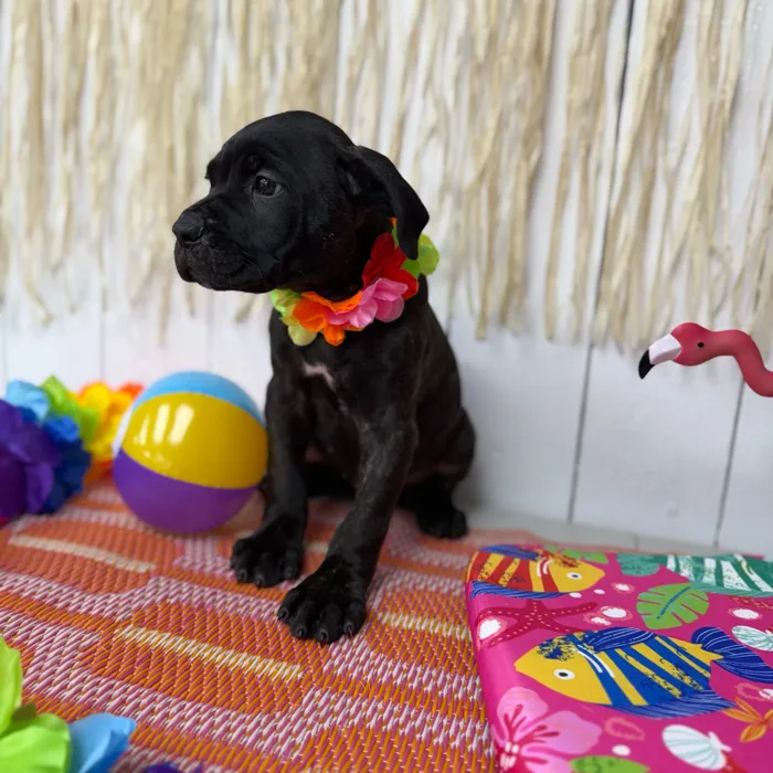 Male Cane Corso puppy named Brutus for sale at Puppy Dreams Puyallup.