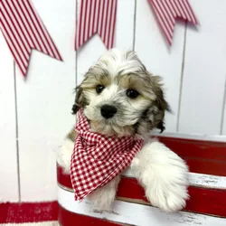 Male Teddy Bear puppy named Leo for sale at Puppy Dreams Puyallup.