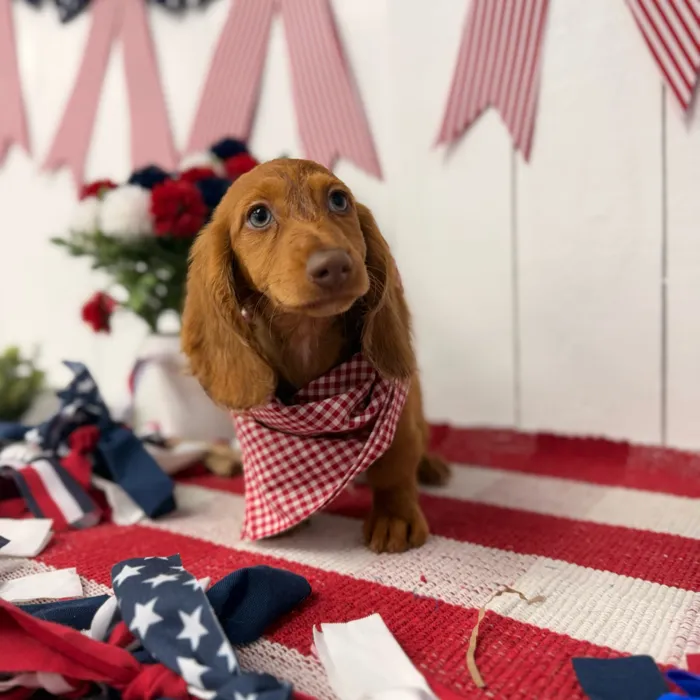 Male Dachshund puppy named Cosmo for sale at Puppy Dreams Puyallup.
