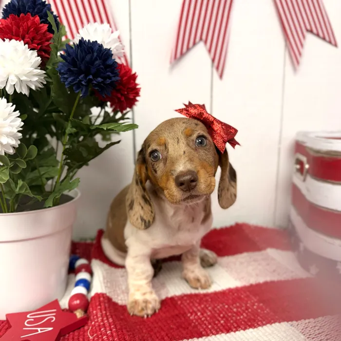 Female Dachshund puppy named Wren for sale at Puppy Dreams Puyallup.