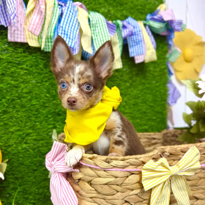 Male Chihuahua puppy named Patches for sale at Puppy Dreams Puyallup.
