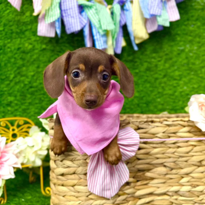 Female Dachshund puppy named Nala for sale at Puppy Dreams Puyallup.