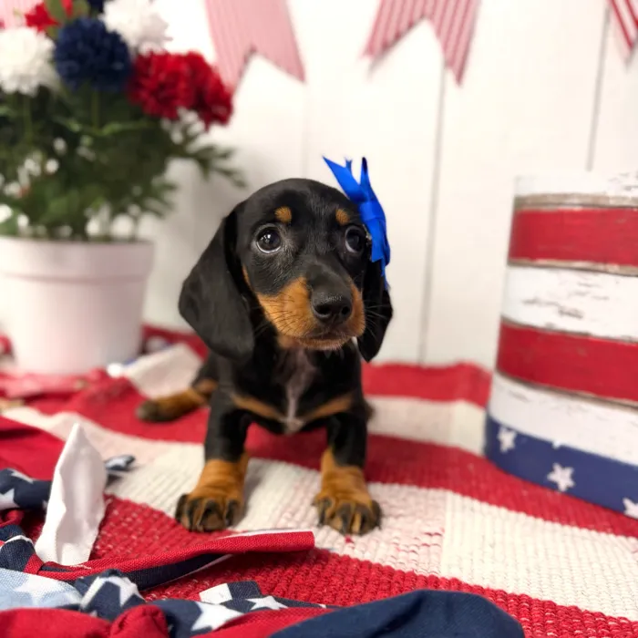 Female Dachshund puppy named Ivy for sale at Puppy Dreams Puyallup.
